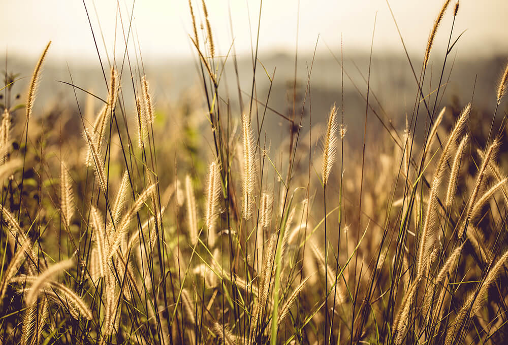 Daily Devotional • Isaiah 42:3 (NIV)