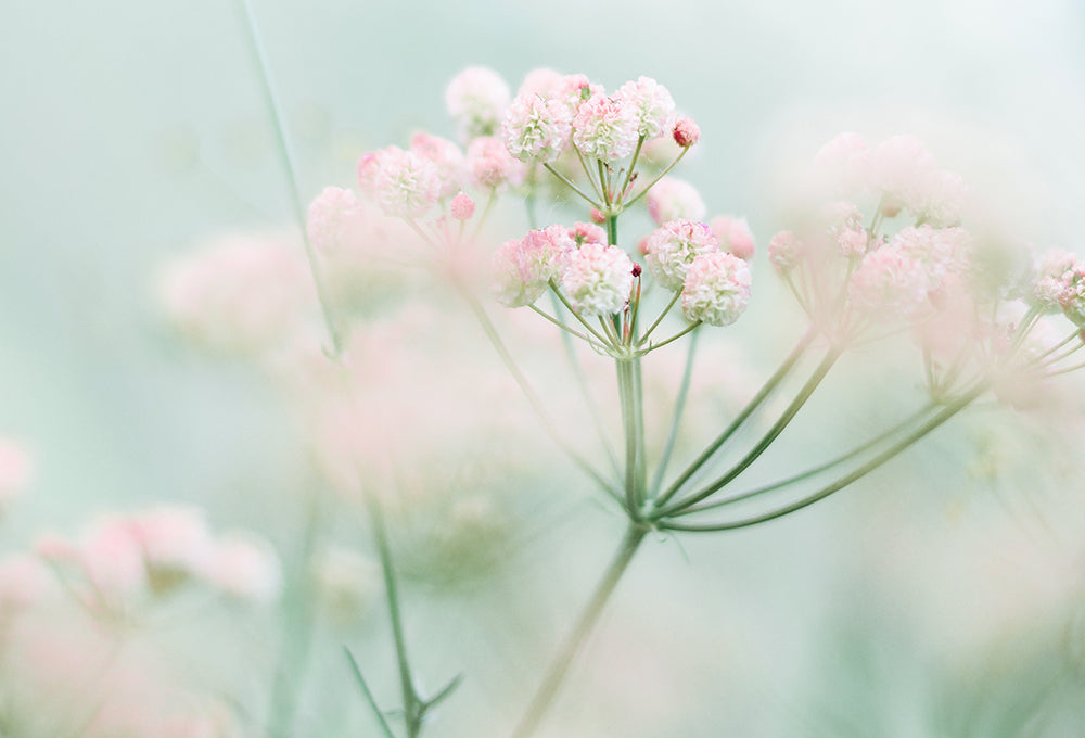 white flower representing new creation