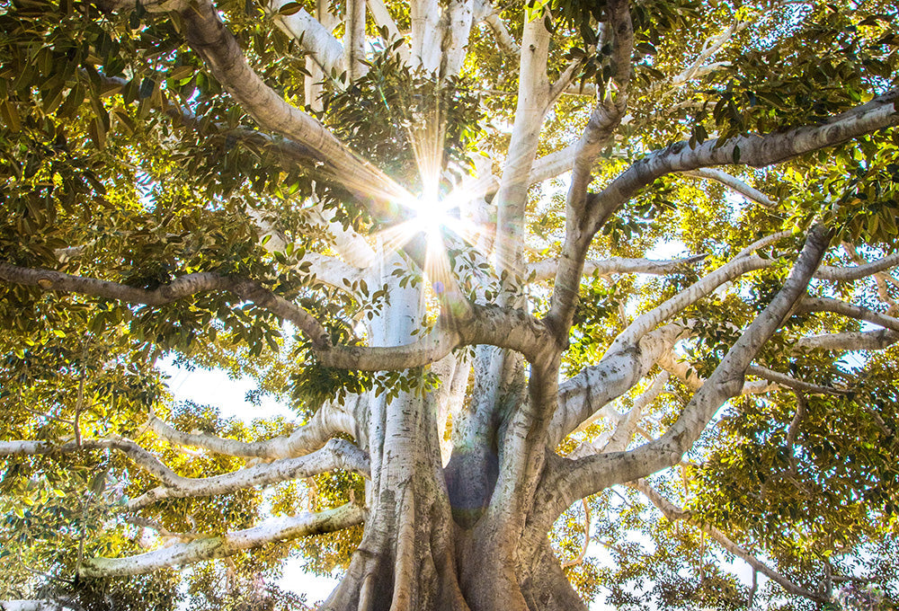Massive tree with sunlight shining through symbolizing mercy and compassion