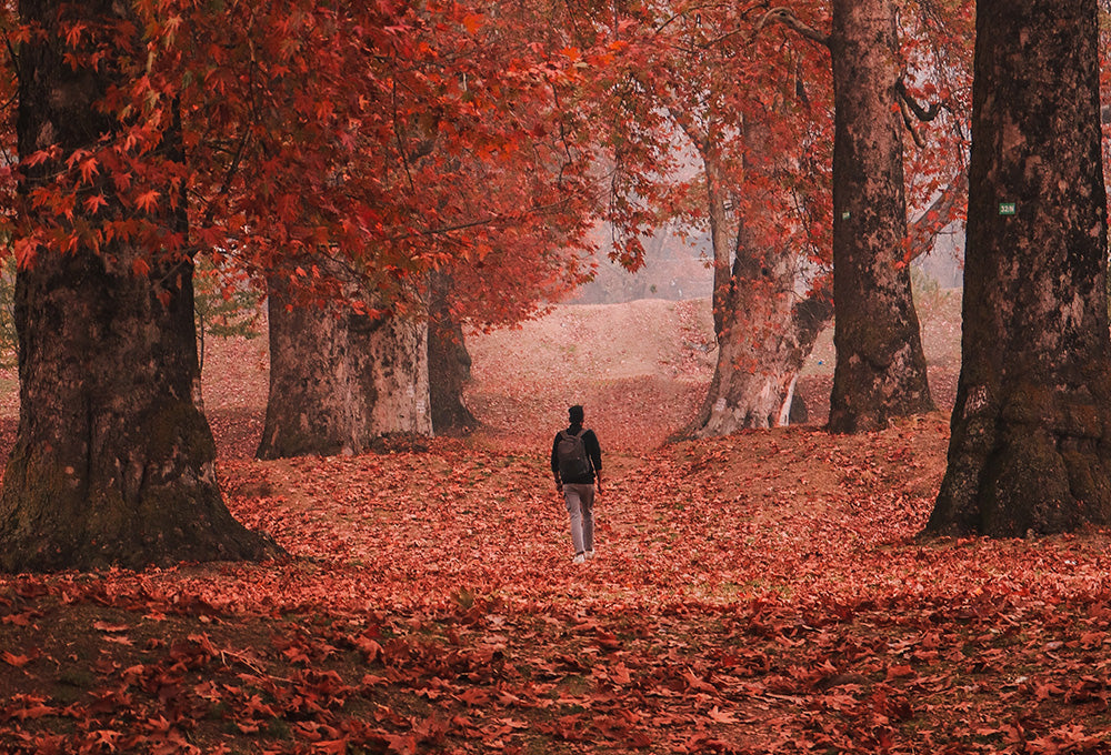 Man walking along forest path symbolizing guidance
