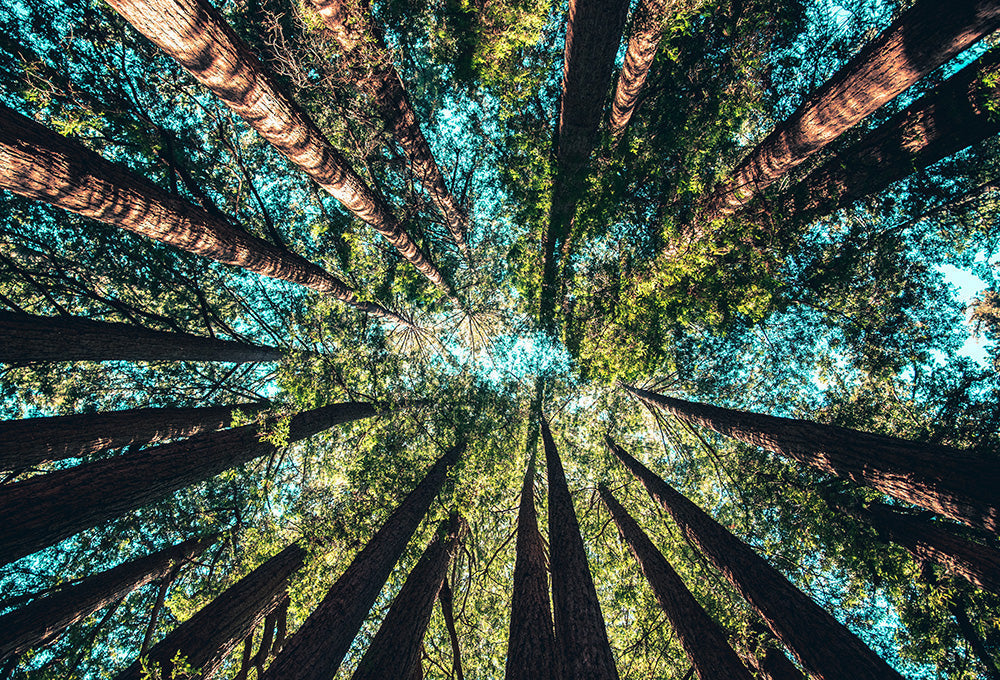 Tall majestic trees in forest representing be still before the Lord