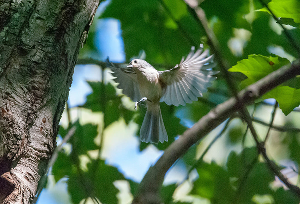Beautiful bird flying from a tree reflecting on unfounded curses not landing