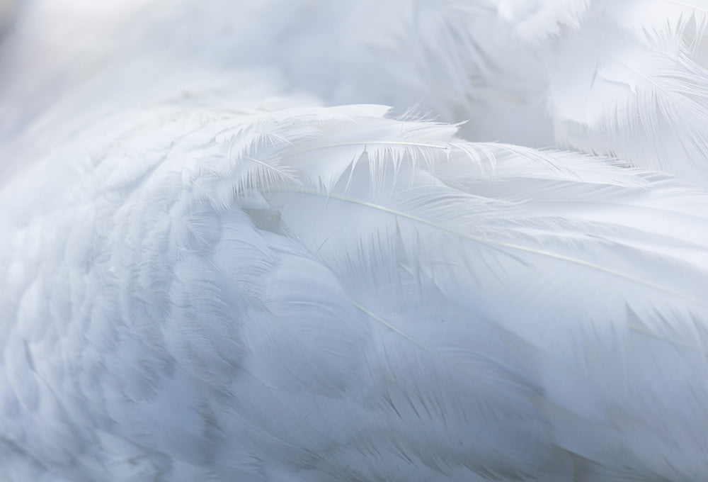Close up on the wing of a white dove that represents refuge under His wing