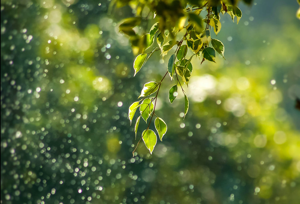Summer rain on a tree symbolizing reflection and wisdom
