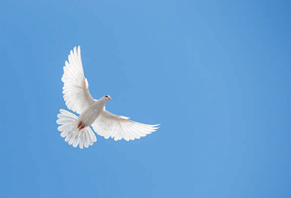 A dove in the sky...Holy Spirit descending like a dove