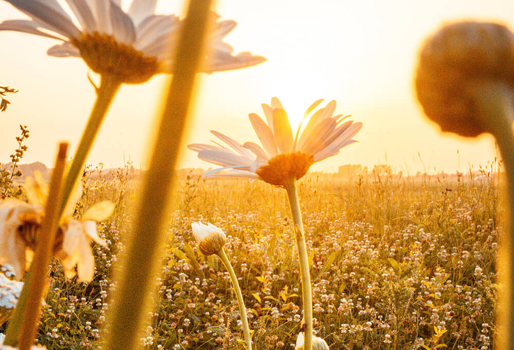 Closeup of a field of flowers in the sunshine