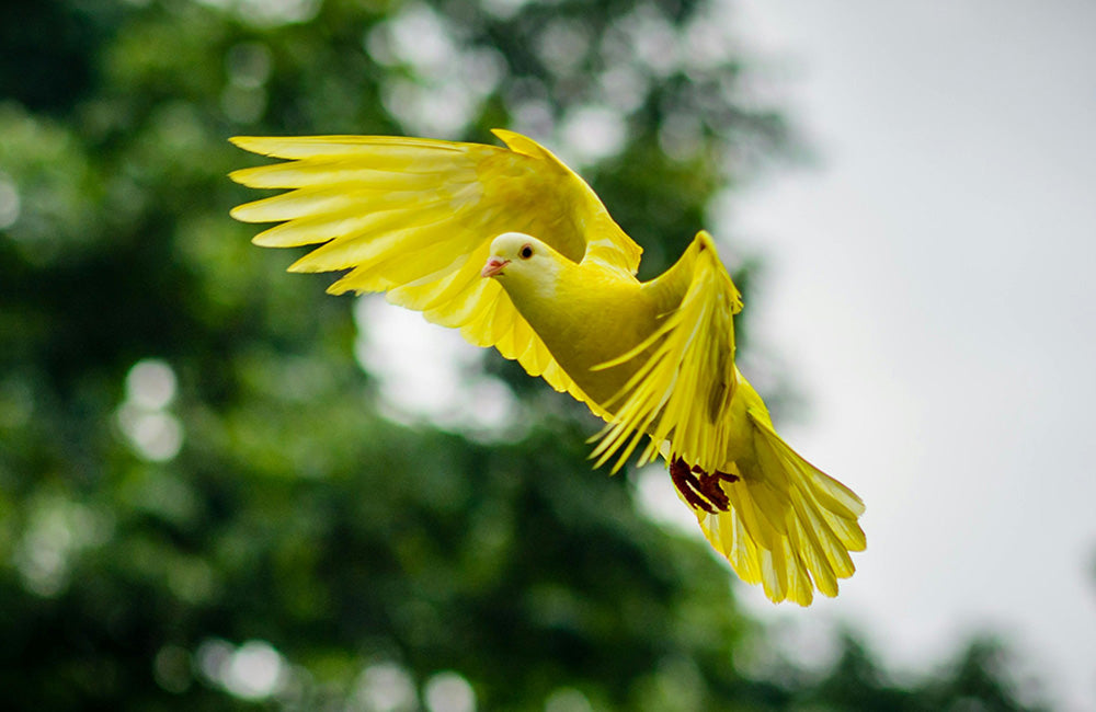 a single bird in flight