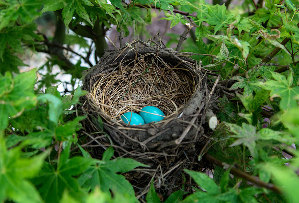 Psalm 51:10 (NIV) devotional, Daily Bible Verse, Bible Verse of the Day, free email devotional, prayer cards, Bible Journal, Bible Planner, Scripture planner, scripture journal, Christian Journal, Bible Planner