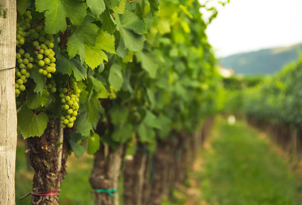 John 15:5 devotional, Daily Bible Verse, Bible Verse of the Day, free email devotional, prayer cards, Bible Journal, Bible Planner, Scripture planner, scripture journal, Christian Journal, Bible Planner