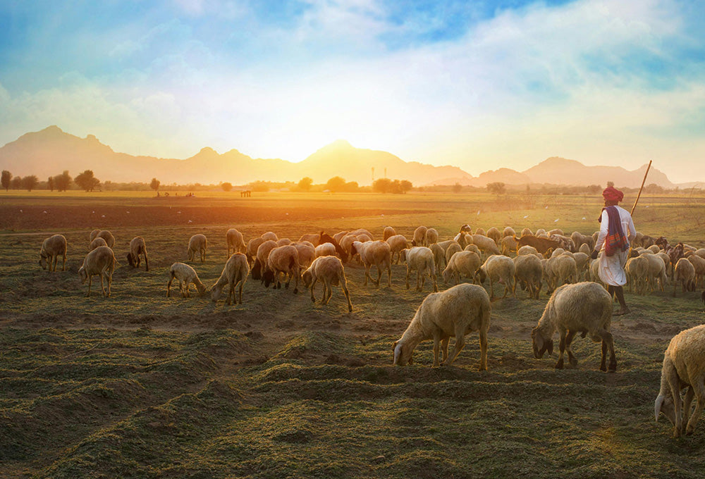 Shepherd guiding sheep in a peaceful field