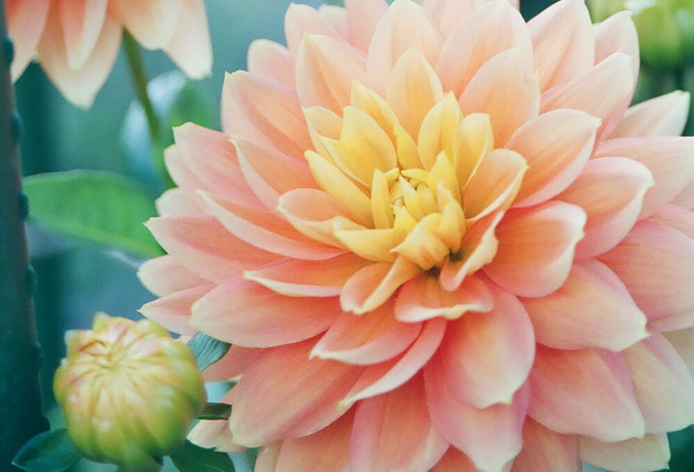 Ezekiel 37:4-5 NLT devotional, Daily Bible Verse, Bible Verse of the Day, free email devotional, prayer cards, Bible Journal, Bible Planner, Scripture planner, scripture journal, Christian Journal, Bible Planner