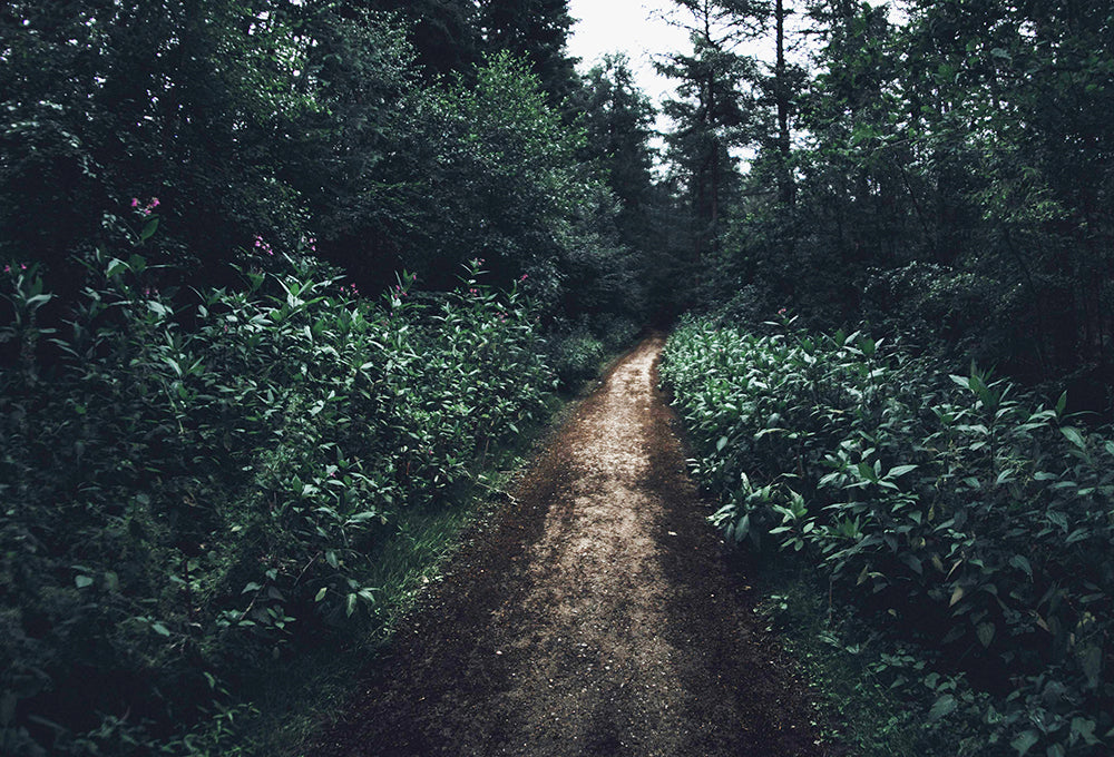 A narrow forest path surrounded by dense green foliage in a serene outdoor setting