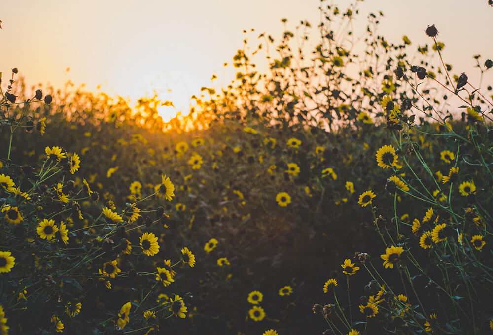 A field of sunflowers with sun breaking though in morning daylight as a time for reflection