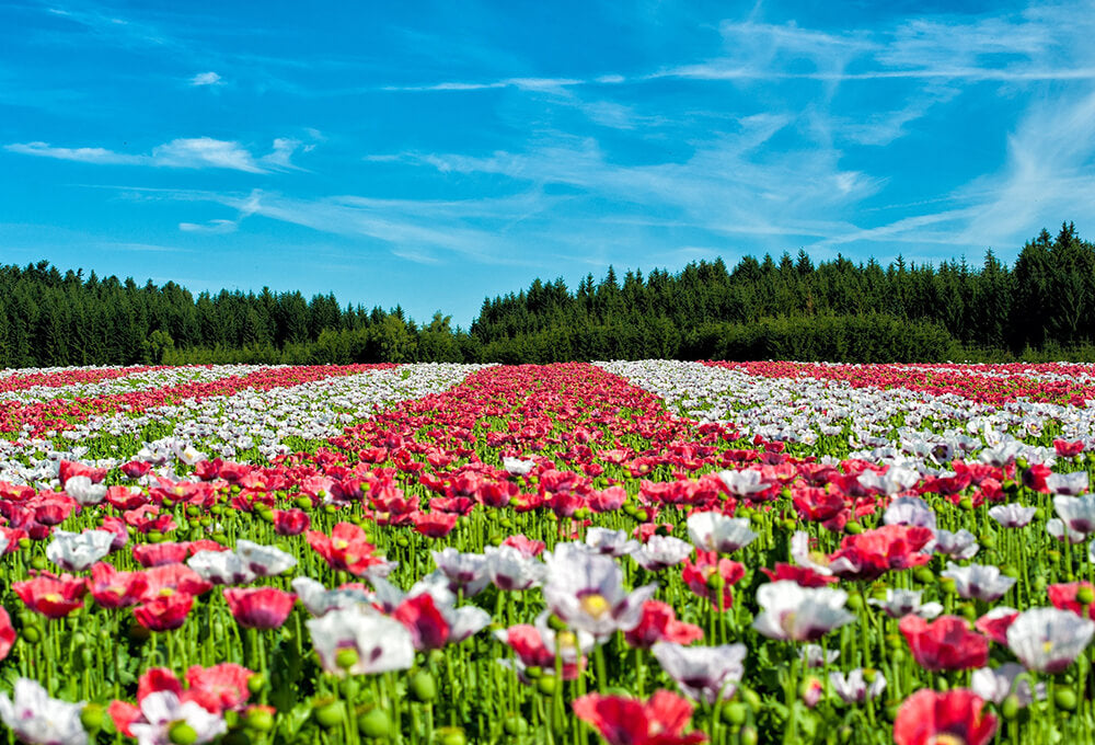 Beautiful field of red and white flowers in wide rows under a blue sky