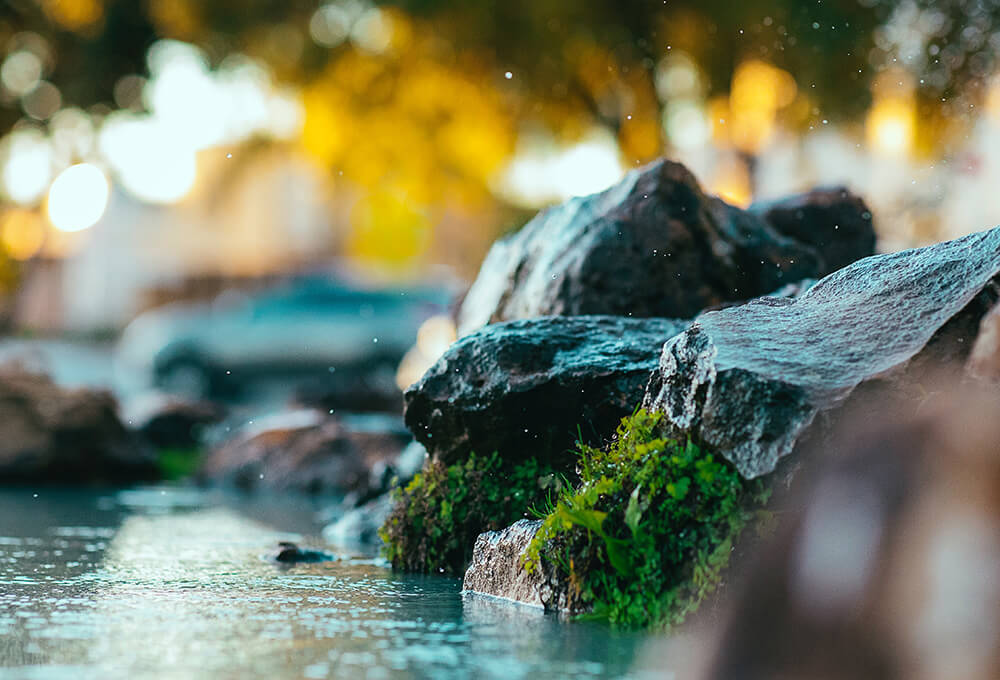 Close-up of moss-covered rocks at the edge of a tranquil pond
