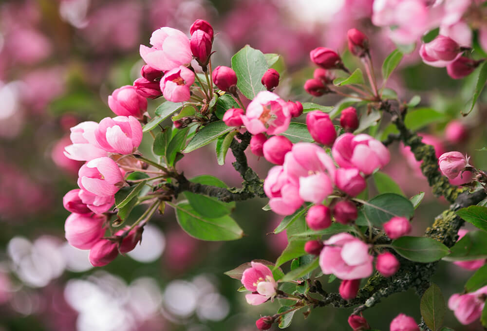 Isaiah 43:19 APMC devotional, Daily Bible Verse, Bible Verse of the Day, free email devotional, prayer cards, Bible Journal, Bible Planner, Scripture planner, scripture journal, Christian Journal, Bible Planner