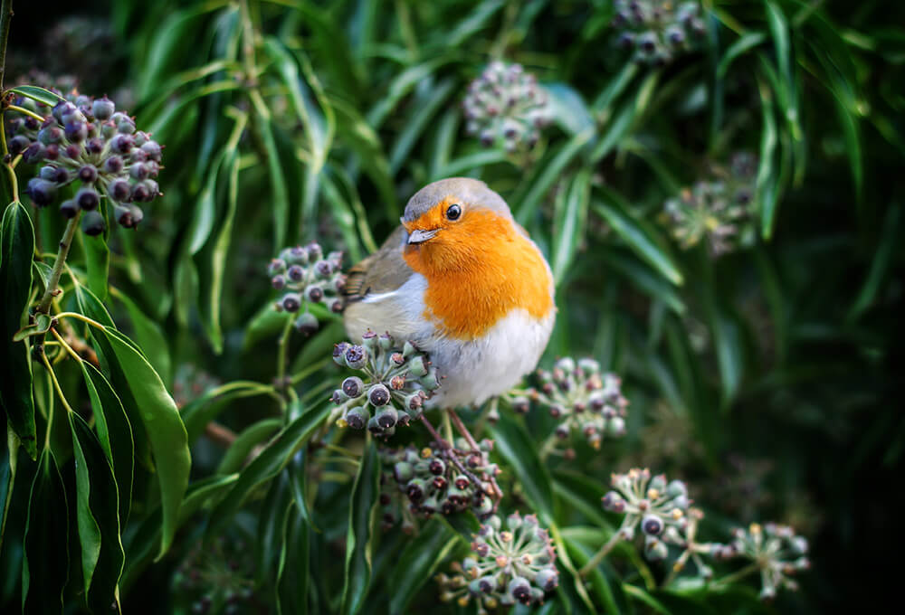 Psalm 46:10 devotional, Daily Bible Verse, Bible Verse of the Day, free email devotional, prayer cards, Bible Journal, Bible Planner, Scripture planner, scripture journal, Christian Journal, Bible Planner