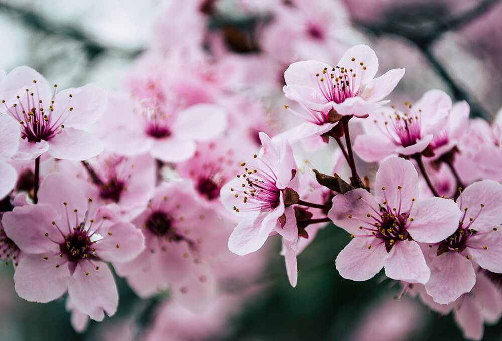 Closeup of pink flowers