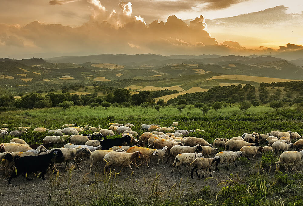 shepherd with sheep at sunrise peaceful pastoral scene