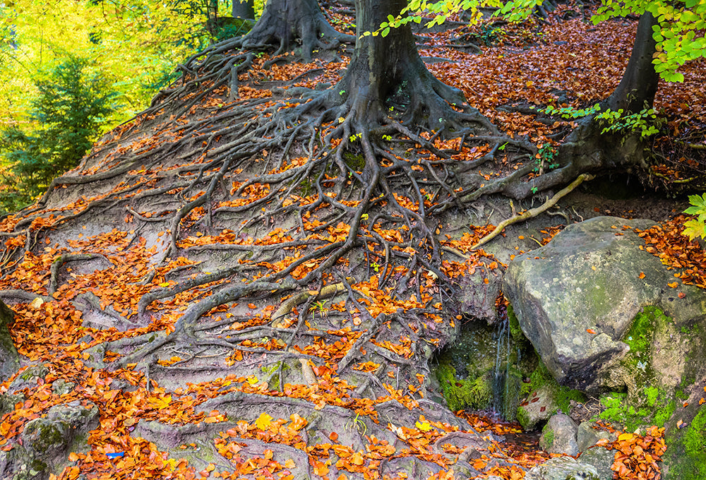 Colossians 2:6-7 ESV devotional, Daily Bible Verse, Bible Verse of the Day, free email devotional, prayer cards, Bible Journal, Bible Planner, Scripture planner, scripture journal, Christian Journal, Bible Planner