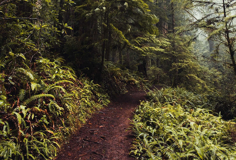 Proverbs 3:5-6 devotional, Daily Bible Verse, Bible Verse of the Day, free email devotional, prayer cards, Bible Journal, Bible Planner, Scripture planner, scripture journal, Christian Journal, Bible Planner