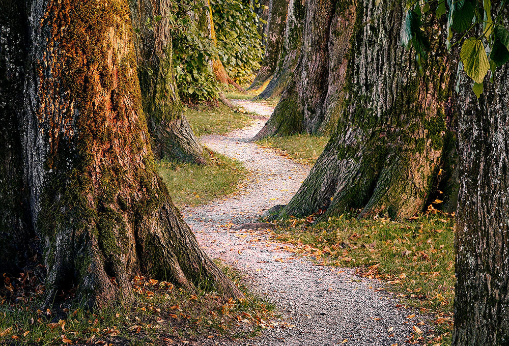 Winding path through a dense forest representing the path God sets for you