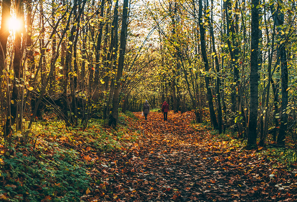 1 Peter 1:16 devotional, Daily Bible Verse, Bible Verse of the Day, free email devotional, prayer cards, Bible Journal, Bible Planner, Scripture planner, scripture journal, Christian Journal, Bible Planner