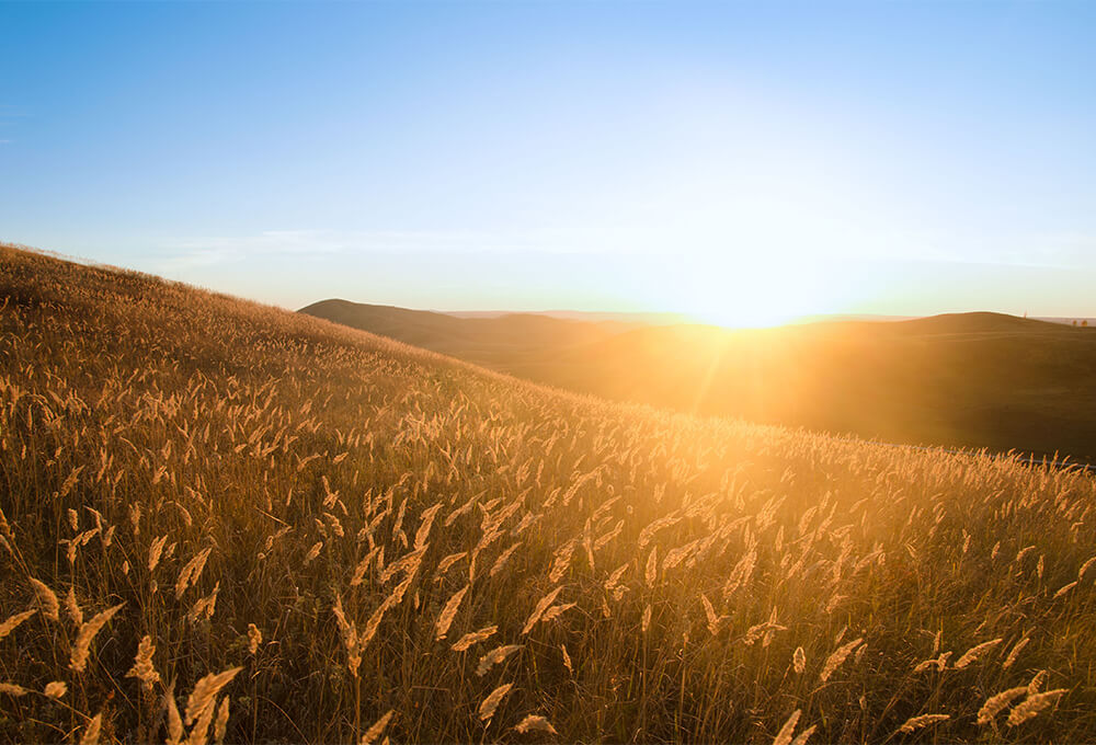 Field of Wheat in the sunshine