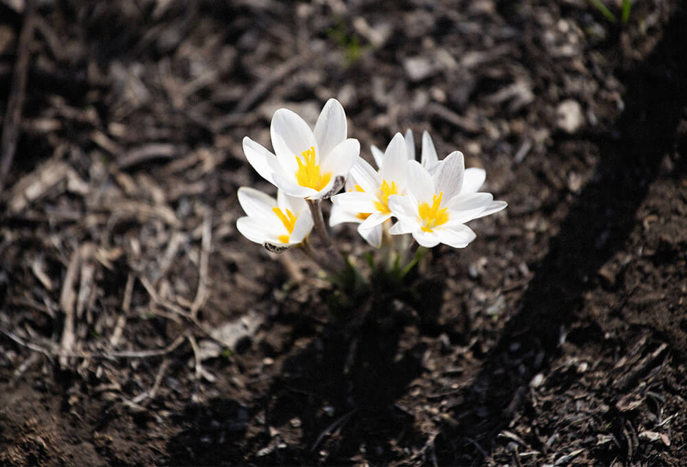 wildflowers blooming in a dry landscape