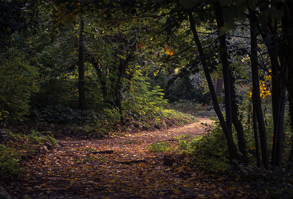 Sunlit path in the woods