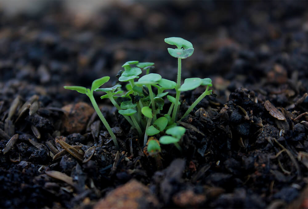 Daily Devotional • Galatians 6:9 • Keep Planting