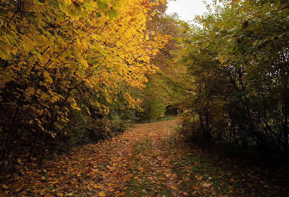 Fall leaves on a quiet path symbolizing seasonal change