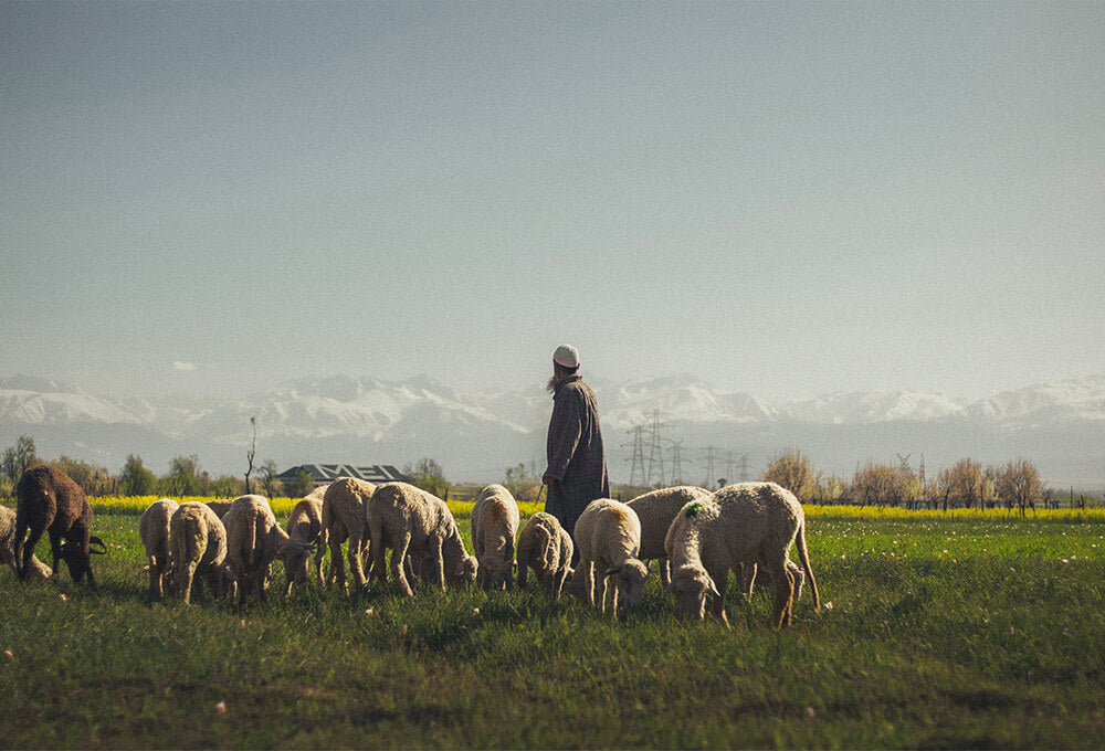 A shepherd standing on a rolling hillside