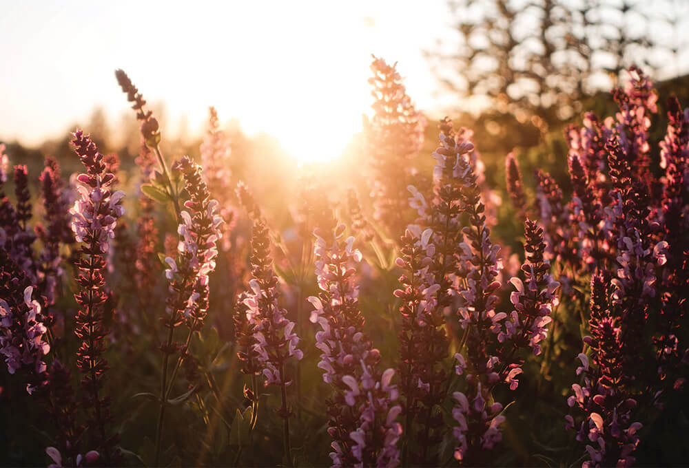 Captivating heather blossoms with sun rays illuminating a vibrant meadow at sunrise