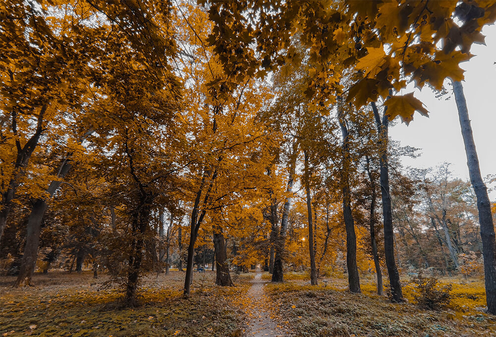 Quiet path at dawn representing solitude and prayer