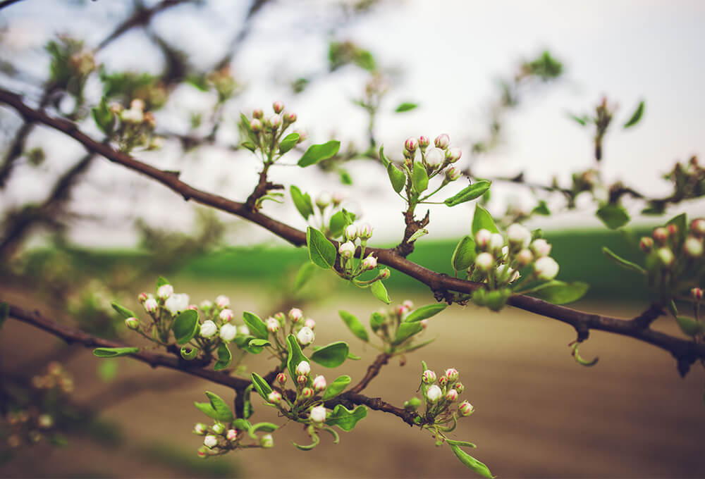 Daily Devotional • The Winter Will End • Song of Solomon 2:11–12