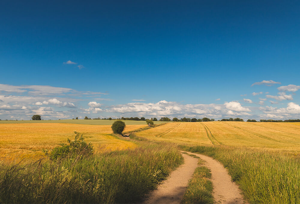 A path that goes into the distance in a beautiful field