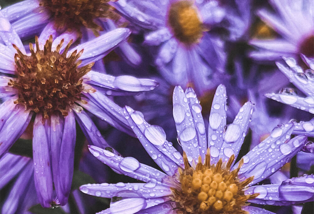 Flowers after the rain