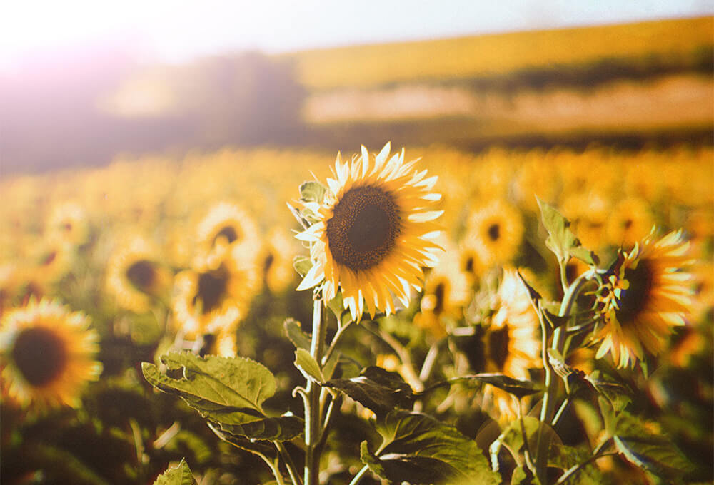 Daily Devotional • Nehemiah 8:10 • Finding Strength in the Joy of the Lord