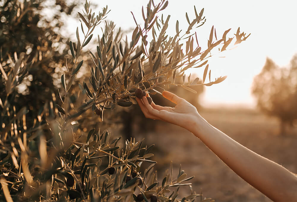 A woman walking in an olive grove
