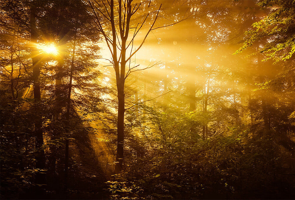 Sunlight filtering through the trees