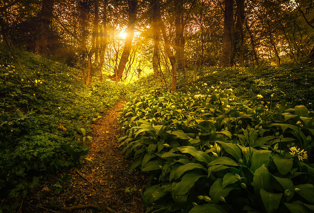 Sunlight shining on a single path in the forest