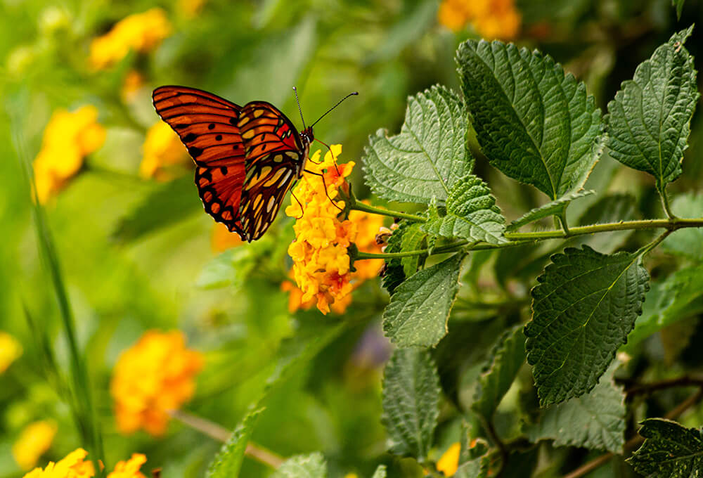 Butterfly on a lantana flower