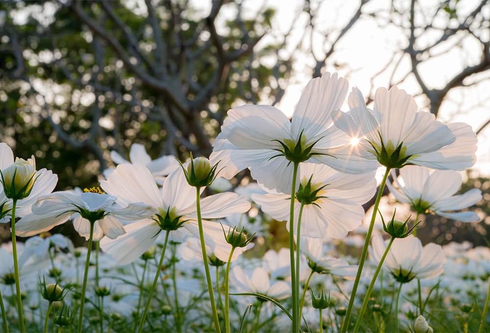 Blooming flower symbolizing growth, hope, and words that bring life