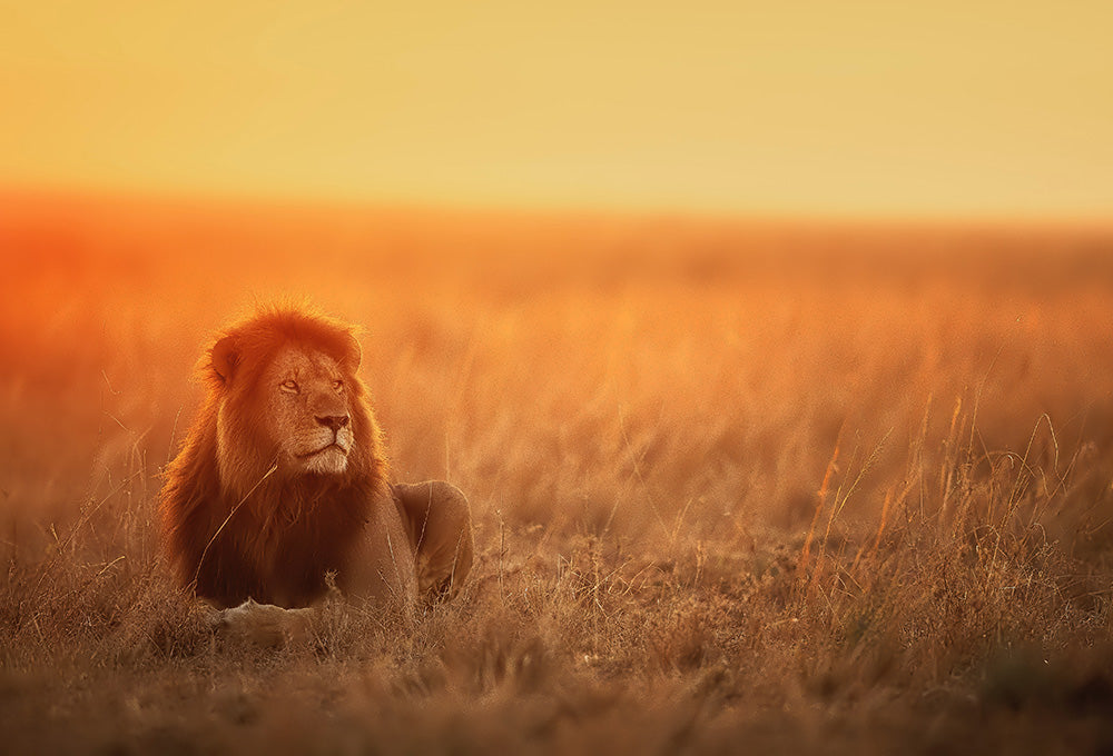 Majestic lion in a prairie at disk representing God's strength and ability to calm anxiety