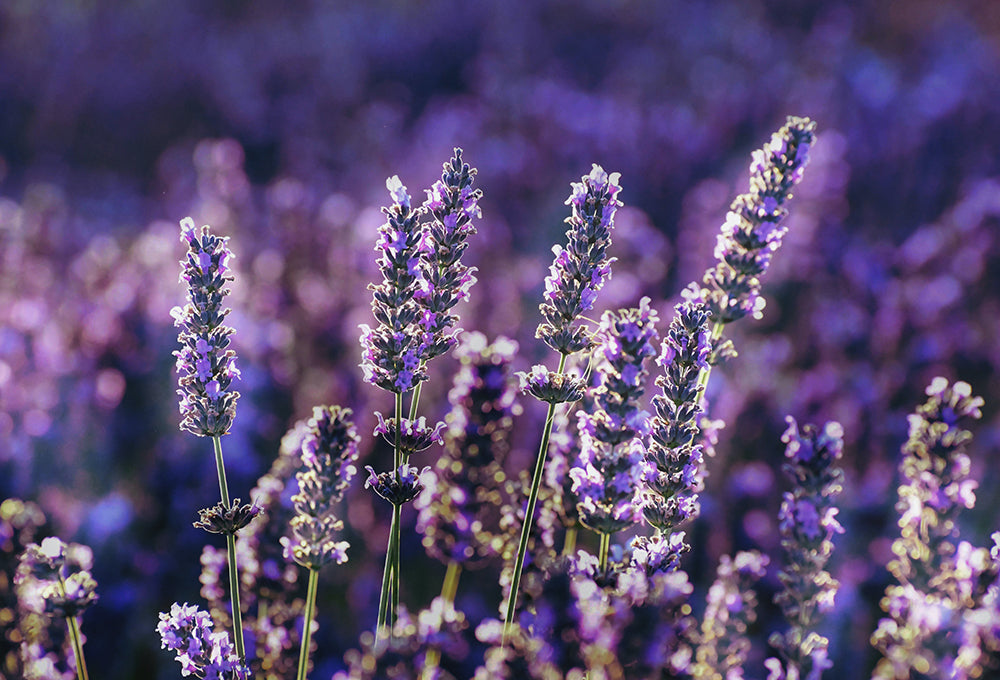 Bluebonnets swinging in the wind representing the fragrance of Christ