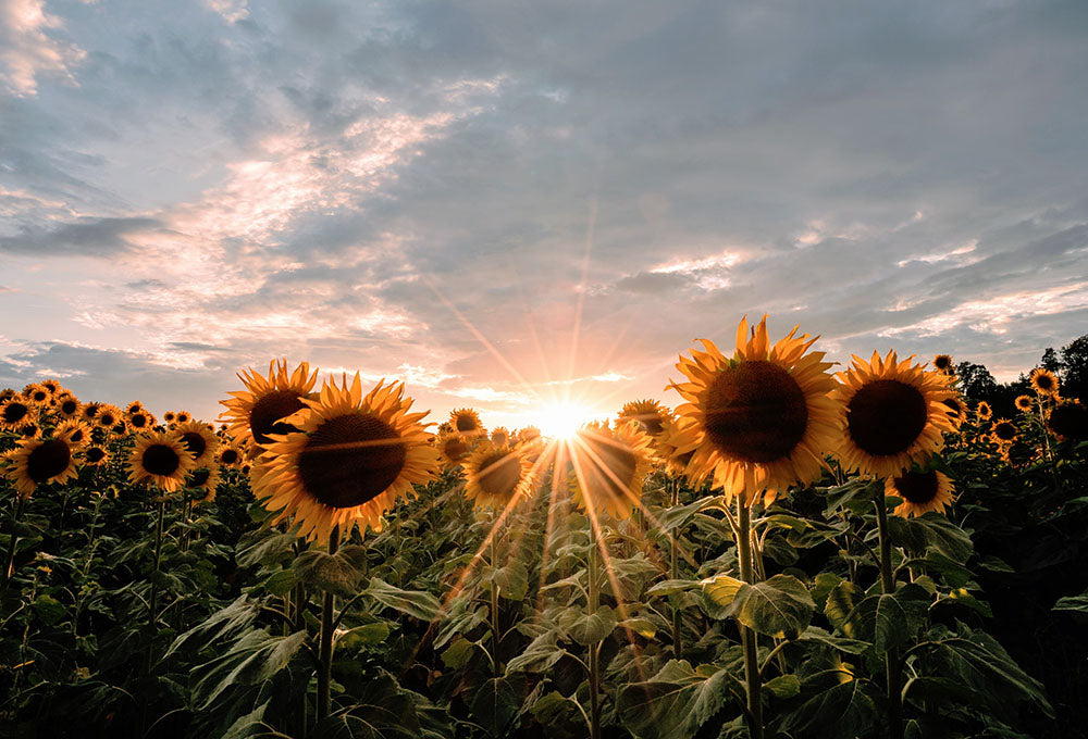 Sunrise over a field of sunflowers symbolizing soul rest