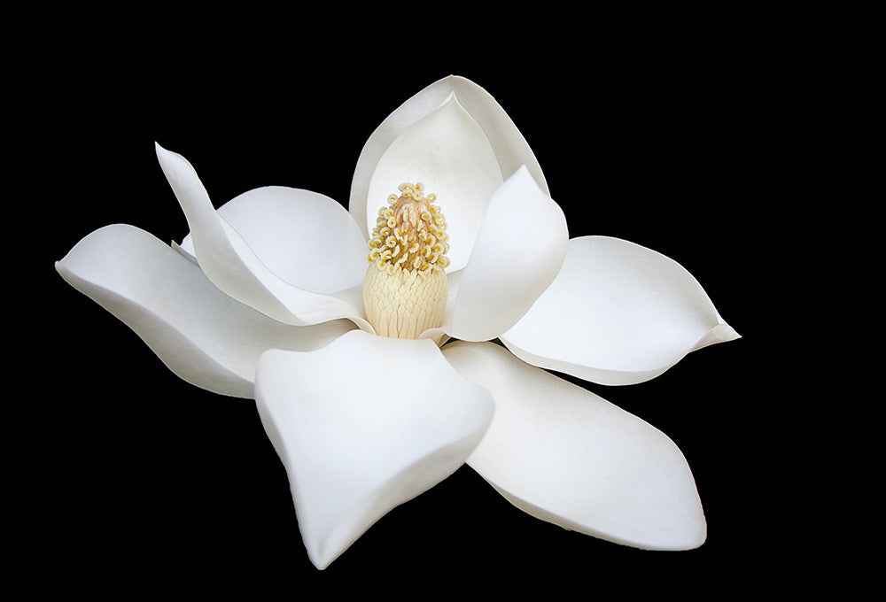 Beautiful white flower blossoming  
