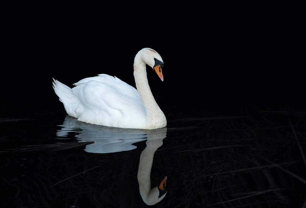 White Swam representing Gods cleanliness