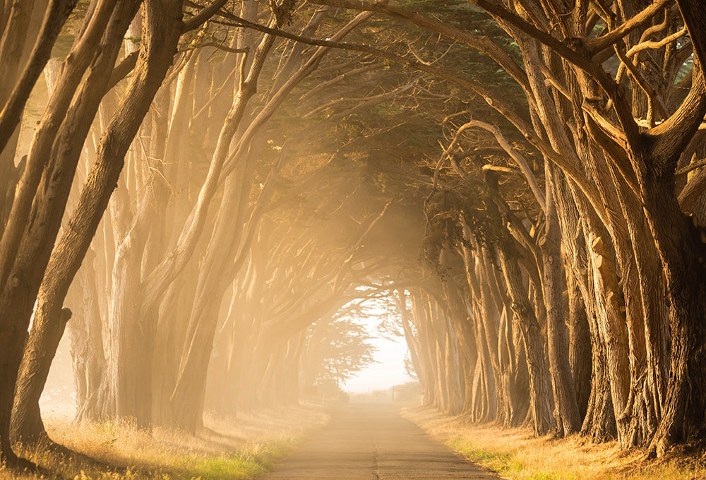 Long road lined by trees making an arch representing the faithful race 